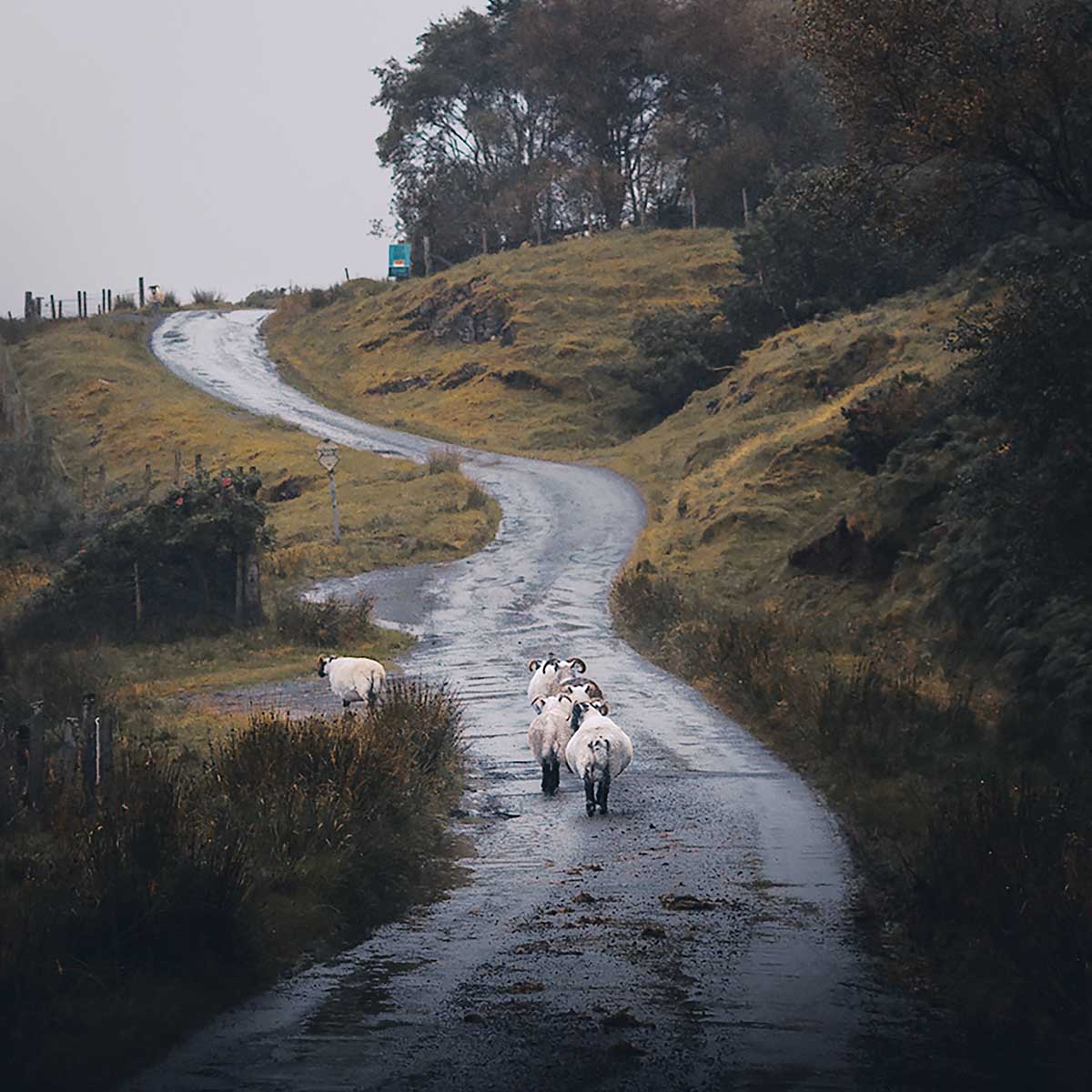 Sheep Wandering